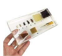 Spécimen d'abeille incorporé, échantillon de ressources pédagogiques de l'histoire de la croissance des animaux d'abeilles