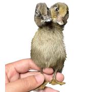 Spécimen de canard à double tête pour la fabrication de spécimen de canard eurasien pour l'enseignement des sciences et la décoration de la maison (noir)