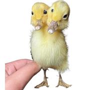 Spécimen de canard à double tête pour la fabrication de spécimen de canard eurasien pour l'enseignement des sciences et la décoration de la maison (jaune)