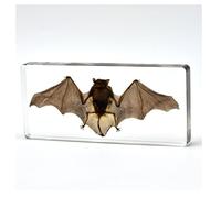 SpéCimen De Chauve-Souris RéSine SpéCimens VéRitable Insecte Haute Transparence Chauve-Souris Gothique Pour Classe Sciences-B