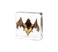 SpéCimen De Chauve-Souris RéSine SpéCimens VéRitable Insecte Haute Transparence Chauve-Souris Gothique Pour Classe Sciences-A