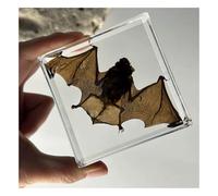 SpéCimen De Chauve-Souris RéSine SpéCimens VéRitable Insecte Haute Transparence Chauve-Souris Gothique Pour Classe Sciences-C