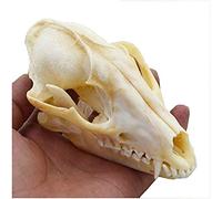 Spécimen de crâne de Renard véritable, modèle de Squelette d'animal pour Fournitures de taxidermie, os d'art, médecine vétérinaire, Barre d'enseignement vétérinaire, décoration de la Maison,