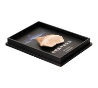 Spécimen de Dent de Requin Fossilisée, Matériel Pédagogique | Boîte Élégante Protectrice, Support Éducatif Compact, Ornement Paléontologique pour Étagère, Bureau ou Décoration Intérieure