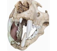 Spécimen de dents d'os de crâne d'animal réaliste, modèle félin crâne de léopard des neiges, modèle de tête de squelette de décoration de maison personnalisé, for l'éducation scientifique