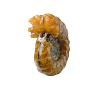 Spécimen de fossile d'escargot terrestre de Madagascar véritable spécimen authentique - Idéal pour l'éducation scientifique, la décoration d'intérieur et les collections