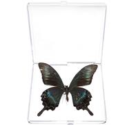Spécimen de Lépidoptère Décoratif Éducatif pour Étudiants en Plastique | Pièce de Collection, pour Photographie et Décoration, Boîtier Transparent, Usage Scolaire, Objet Lépidoptère