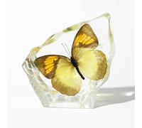 Spécimen de Papillon à bout orange en Résine transparente, Collection d'Insectes en Taxidermie Résine presse-papier pour salles de e sciences et décoration de bureau (Papillon - 1 pièce)