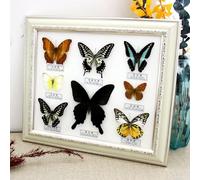 SpéCimen De Papillon,Papillon De Taxidermie,VéRitable Papillon Taxidermie Encadré,SpéCimen D'Insecte De Papillons Exquis,Artisanat De Cadre Photo,Ornements D'Artisanat,Multicolore,Cadeau Fait Main
