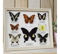 SpéCimen De Papillon,Papillon De Taxidermie,VéRitable Papillon Taxidermie Encadré,SpéCimen D'Insecte De Papillons Exquis,Artisanat De Cadre Photo,Ornements D'Artisanat,Multicolore,Cadeau Fait Main
