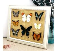 SpéCimen De Papillon,Papillon De Taxidermie,VéRitable Papillon Taxidermie Encadré,SpéCimen D'Insecte De Papillons Exquis,Artisanat De Cadre Photo,Ornements D'Artisanat,Multicolore,Cadeau Fait Main