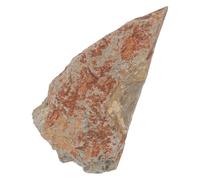 Spécimen de Pierre de Fougère en Pierre, Pièce de Collection Fossile