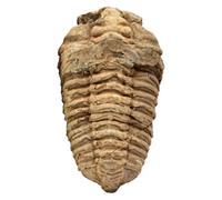 Spécimen de trilobite authentique, marine préhistorique marocaine, géologie naturelle pour l'éducation et la présentation, détaillé pour l'apprentissage de l'histoire et de la science