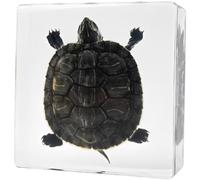 Spécimen de vraie tortue dans un bloc de résine transparente, objet de biologie préservé pour l'enseignement STEM, accessoire pour e sciences, presse-papier artisanal pour cadeau de découverte