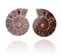 Spécimen fossile ammonite Coquille fossile d'ammonite Naturelle Naturelle complètement pétrifiée pour l'enseignement des spécimens(Diamètre 4cm) ammonite real Fossili
