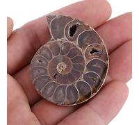 Spécimen Fossile D'ammonite, Pierres Naturelles pour L'enseignement Scolaire, Collection Personnelle, 2pcs, Madagascar, Style Rétro, Décoration de la Maison (Diamètre 4cm)
