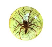 SpéCimen Naturalisé AraignéE Commune RéSine Collection Insectes Orbe Galactique Phosphorescente PassionnéS Biologie-A