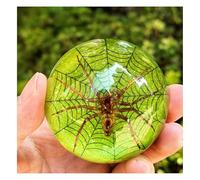 SpéCimen Naturalisé AraignéE Commune RéSine Collection Insectes Orbe Galactique Phosphorescente PassionnéS Biologie-B
