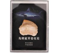 Spécimen Pédagogique de Dents de Requin Fossile, Modèle de Collection | Boîte Élégante Incluse, Présentation Décorative, Rangement Protecteur, pour Enseignants et Collectionneurs