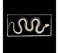 Spécimens de Squelette de Serpent Spécimen Animal Presse-papiers Éducation Scientifique Spécimens de ollection de Résine