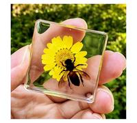 SpéCimens D'Insectes En RéSine SpéCimen De Papillon Petits Insectes à Montage Pour L'Enseignement Des Sciences PassionnéS Biologie-B