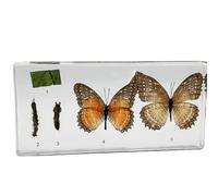 SpéCimens D'Insectes En RéSine SpéCimen Naturalisé Cycle Vie Ver Soie Grenouille Classe Sciences Exposition Biologie-ALL