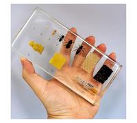 SpéCimens D'Insectes En RéSine SpéCimen Naturalisé Cycle Vie Ver Soie Grenouille Classe Sciences Exposition Biologie-B