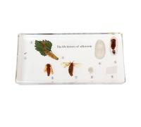 SpéCimens D'Insectes En RéSine SpéCimen Naturalisé Cycle Vie Ver Soie Grenouille Classe Sciences Exposition Biologie-A