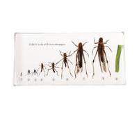 SpéCimens D'Insectes En RéSine SpéCimen Naturalisé Cycle Vie Ver Soie Grenouille Classe Sciences Exposition Biologie-C