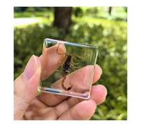 SpéCimens D'Insectes En RéSine Taxidermie Scorpion VéRitable Taxidermie Collection D'Insectes Et D'Animaux Biologique D'Instrument-ALL