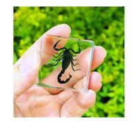 SpéCimens D'Insectes En RéSine Taxidermie Scorpion VéRitable Taxidermie Collection D'Insectes Et D'Animaux Biologique D'Instrument-B