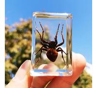 Spécimens d'insectes en résine véritable ensemble séché collection science enseignement jouet éducatif (Tarantula)