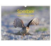 Sperber - Kleiner Vogel Greif (Wandkalender 2026 DIN A3 quer), CALVENDO Monatskalender: Eindrücke aus dem Leben eines Sperberpaares
