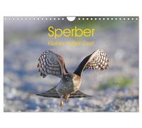 Sperber - Kleiner Vogel Greif (Wandkalender 2026 DIN A4 quer), CALVENDO Monatskalender: Eindrücke aus dem Leben eines Sperberpaares