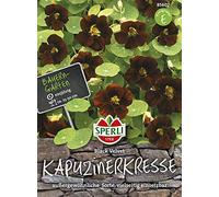 Sperli 85602 Capucine Black Velvet (graines de capucine)