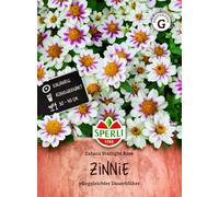Sperli Graines de Zinnia Zahara Starlight Rose 87786 Graines de fleurs | Zinnias blanches et roses avec centre contrasté, pot et fleurs coupées, longue floraison, 1 portion, pour parterres et fleurs