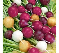 Sperli Radies Combinaison III 'Zlata, Viola, Albena | 3 variétés différentes | Bande de semences