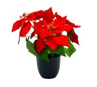 Spetebo Étoile de Noël artificielle dans un pot noir - 32 cm - Fleur artificielle Poinsettie en reproduction fidèle à la nature - Plante décorative de Noël, fleur de soie, plante artificielle d'hiver