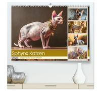 Sphinx Katzen. Eleganz auf leisen Pfoten (hochwertiger Premium Wandkalender 2026 DIN A2 quer), Kunstdruck in Hochglanz: Erleben Sie die Anmut und ... Sphinxkatzen in stilvollen Bildern