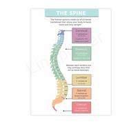 Spinal Cord and Nerve Anatomy Chart Educational Human Body Poster Canvas Wall Decor for Chiropractic School Office Study(Framed,08x12inch(20x30cm))