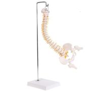Spine Model,Life Size Spinal Cord Model Flexible Anatomical Spine with Vertebrae, for Science Study or Patient Education