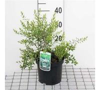 Spiraea arguta - Spirale de mariée 40- 60 cm - conteneur
