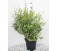 Spiraea arguta - Spirale de mariée 60- 80 cm - conteneur