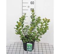 Spiraea bet. 'Tor' - Rosier de mariée 30- 40 cm - Conteneur