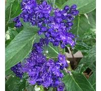 Spirée bleue - caryopteris clandonensis 'heavenly blue' - 50-60 cm pot