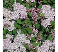 Spirée japonaise - spiraea japonica 'little princess' - 40-50 cm pot