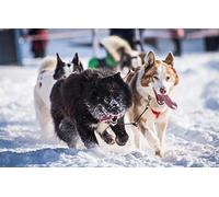 SPJOY peinture numero adulte jouet animal Chien de traîneau husky 16X20inch