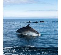 Sport Découverte Balade en Bateau à Saint-Jean-de-Luz