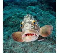Sport Découverte Balade en bateau et snorkeling dans les Calanques de Marseille