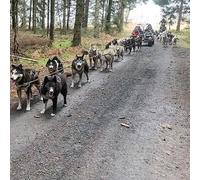Sport Découverte Balade en Cani-Kart près de Clermont-Ferrand